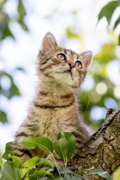 Un piccolo gattino a strisce su un albero alza lo sguardo