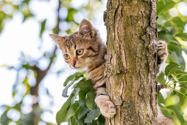 Un piccolo gattino a strisce su un albero tiene le zampe per lo stelo e guarda con attenzione