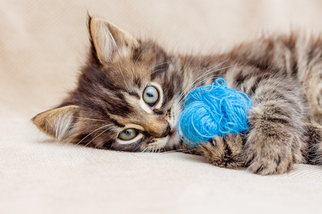 Un piccolo gattino a strisce viene giocato con fili blu