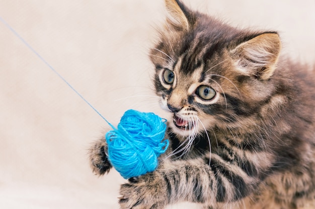 Un piccolo gattino a strisce viene giocato con un mucchio di fili blu