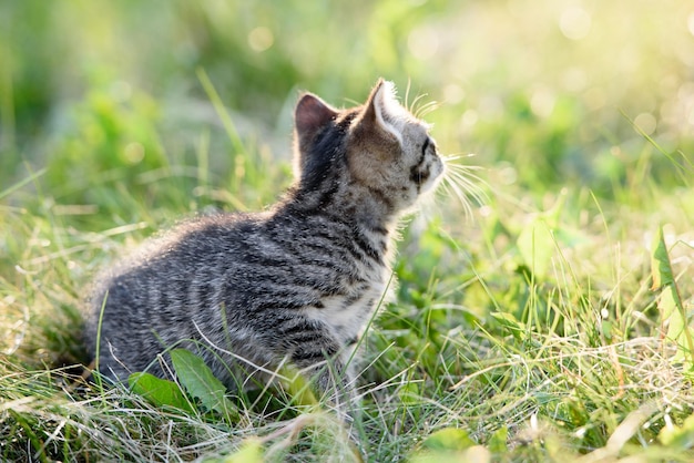 Un piccolo gattino affascinante cammina sull'erba verde