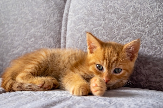 Un piccolo gattino allo zenzero si trova sul divano e guarda la telecamera