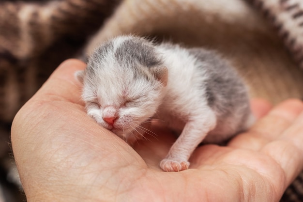 Un piccolo gattino appena nato nell'uomo sul suo braccio_