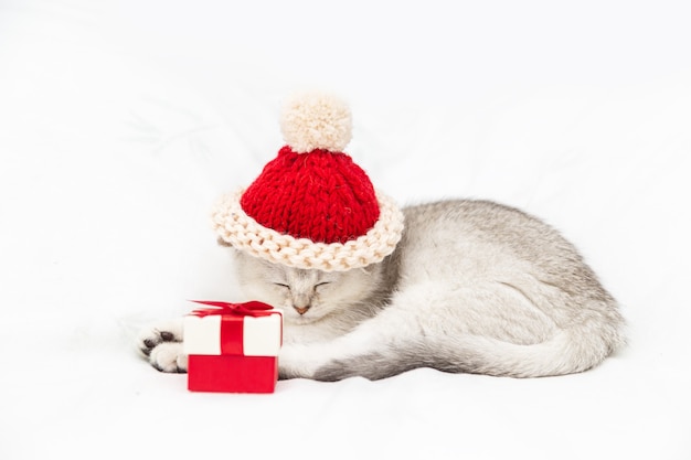 Un piccolo gattino britannico bianco con un cappello rosso e una confezione regalo rossa dorme su una coperta bianca. Animale domestico curioso divertente. Copia spazio.