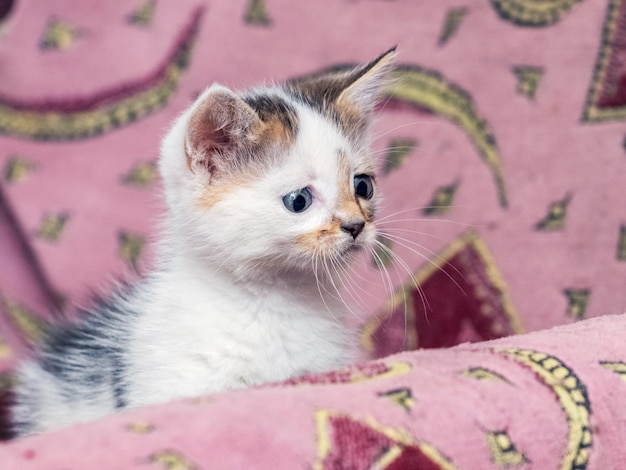 Un piccolo gattino carino con uno sguardo attento è seduto su una sedia morbida