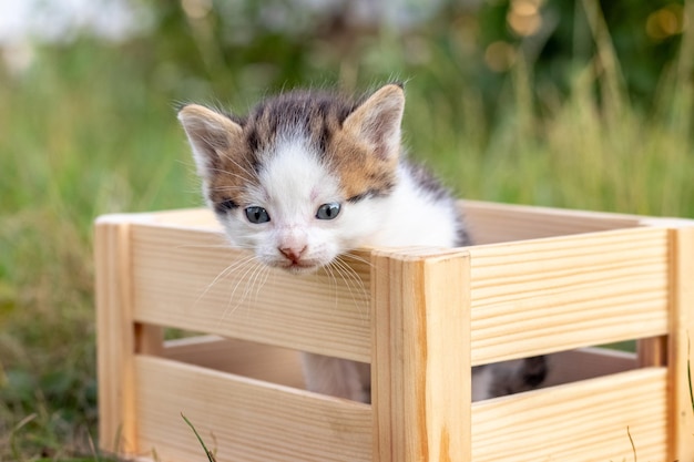 Un piccolo gattino carino in giardino si trova in una scatola di legno