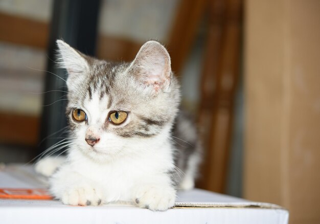 Un piccolo gattino carino si siede su una scatola di cartone