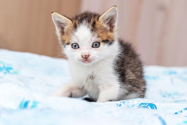 Un piccolo gattino carino siede sul letto delle camere da letto