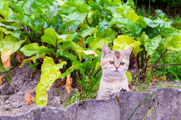 Un piccolo gattino curioso cammina intorno all'orto Sullo sfondo ci sono cime di foglie di barbabietola