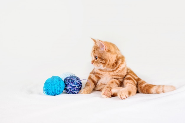 Un piccolo gattino dai capelli rossi su un letto leggero giace con fili.