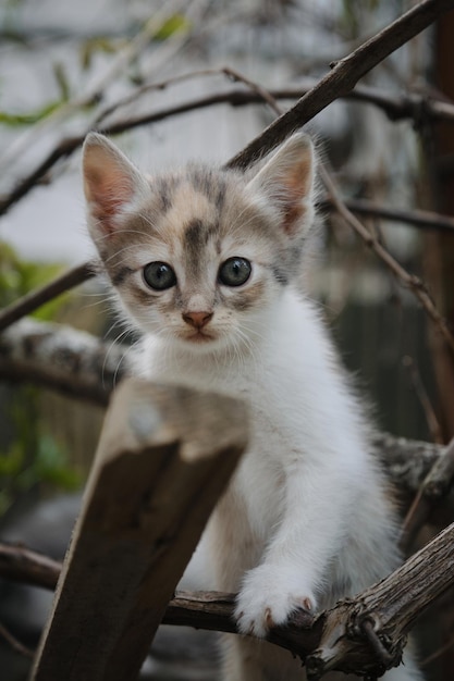 Un piccolo gattino di strada tricolore si arrampica sulle assi del giardino e guarda avanti con grandi occhi