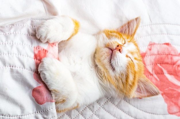 Un piccolo gattino domestico dorme dolcemente nel letto coperto da una coperta