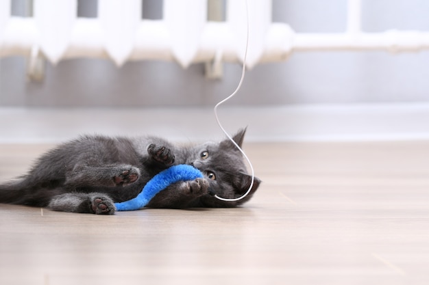 Un piccolo gattino grigio gioca con un giocattolo su una canna da pesca giocattoli per gatti