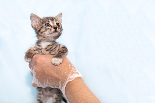 Un piccolo gattino grigio nelle mani di un veterinario in esame su sfondo blu con copia