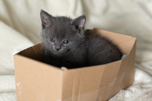 Un piccolo gattino grigio si siede in una scatola di cartone