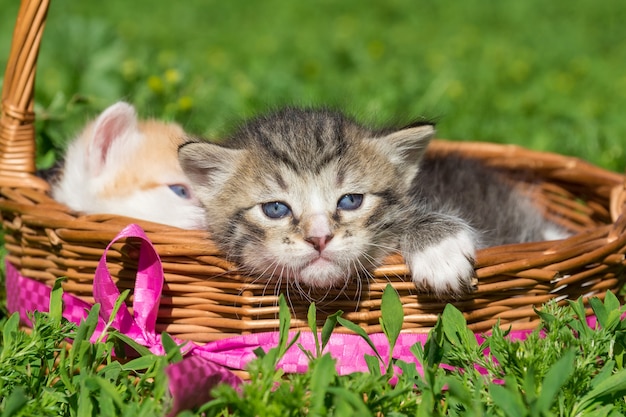 Un piccolo gattino grigio