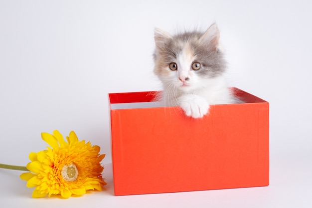 Un piccolo gattino in una scatola con un fiore su sfondo bianco