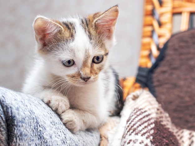 Un piccolo gattino maculato si siede sul divano nella stanza