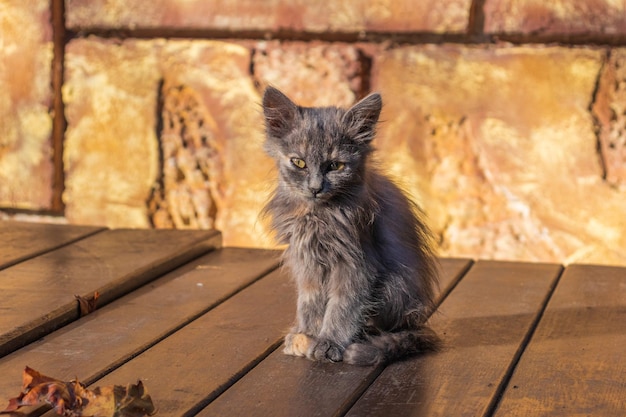 Un piccolo gattino malato seduto per strada. Un gattino senzatetto è affamato e malato abbandonato da solo in strada.