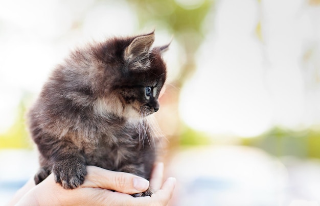 un piccolo gattino nel palmo umano