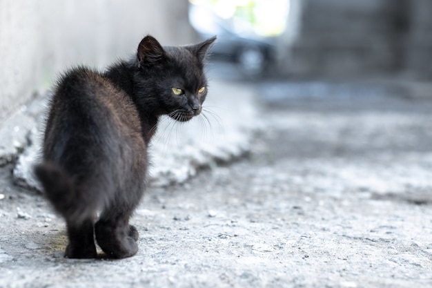 Un piccolo gattino nero vicino al muro della casa guarda indietro