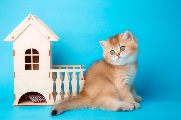 Un piccolo gattino rosso lanuginoso carino con una casa di legno su sfondo blu il concetto di comfort e immobiliare