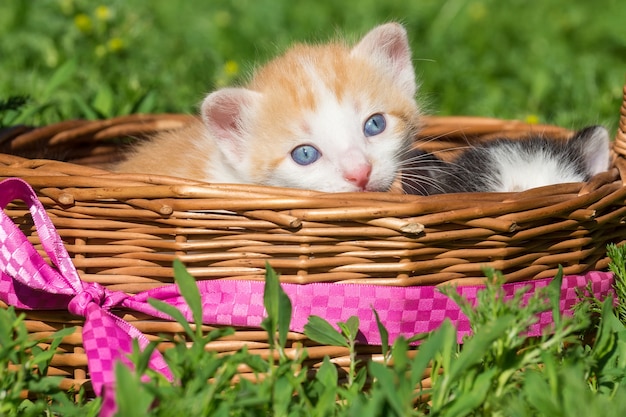 Un piccolo gattino rosso