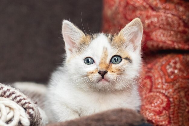 Un piccolo gattino soffice in una stanza su uno sfondo sfocato primo piano