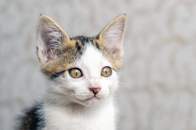 Un piccolo gattino soffice in una stanza su uno sfondo sfocato primo piano