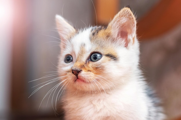 Un piccolo gattino soffice in una stanza su uno sfondo sfocato primo piano