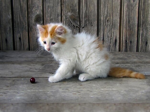 un piccolo gattino sta giocando con una bacca