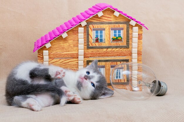 Un piccolo gattino sta giocando vicino a una casa dei giocattoli e una lampadina