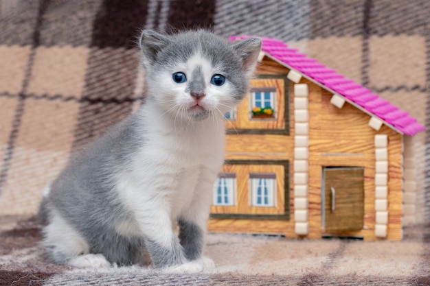 Un piccolo gattino sta giocando vicino a una casa dei giocattoli