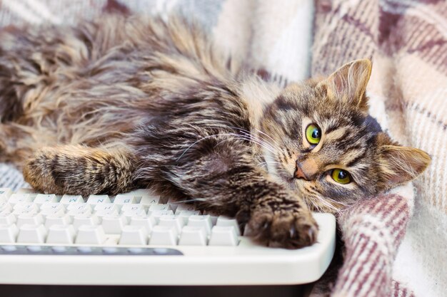 Un piccolo gatto a strisce è vicino alla tastiera del computer. Evitare il lavoro