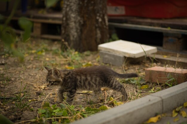 un piccolo gatto peloso posa per la telecamera e guarda con i suoi occhi gialli carini