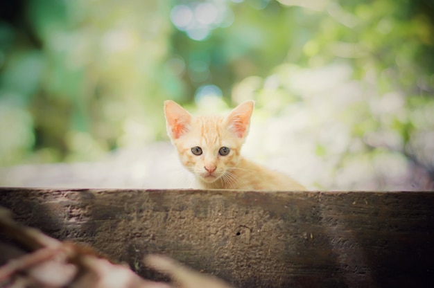 Un piccolo gatto seduto in giardino Elaborato con Snapseed
