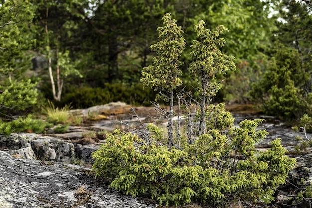 Un piccolo ginepro sempreverde Juniperus che cresce su una roccia