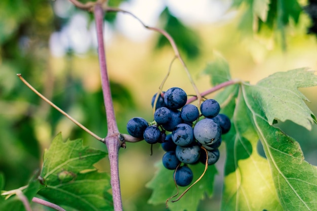 Un piccolo grappolo d'uva