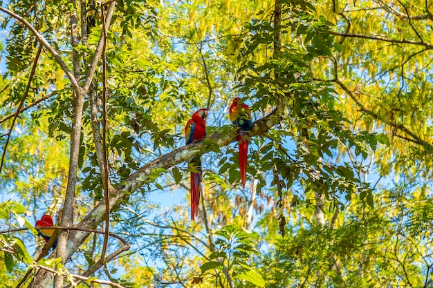 Un piccolo gruppo di are sugli alberi a Copan Ruinas in Honduras