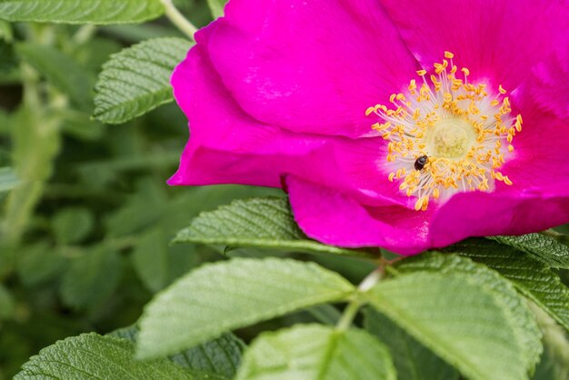 Un piccolo insetto si trova nel mezzo di un fiore di rosa selvatica tra stami gialli