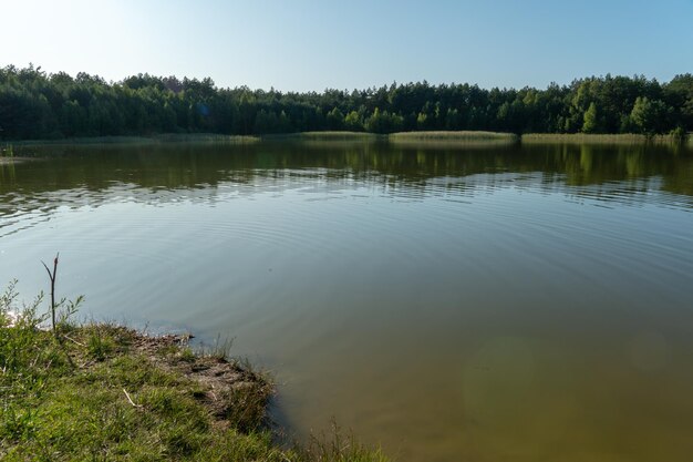Un piccolo lago nella foresta Un luogo di ricreazione in natura Alberi lungo la riva del lago