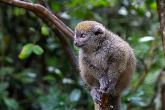 Un piccolo lemure sul ramo di un albero nella foresta pluviale