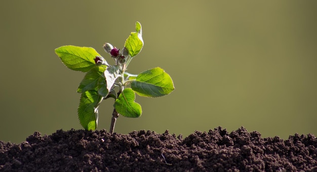 Un piccolo melo con fiori germogliati da terra