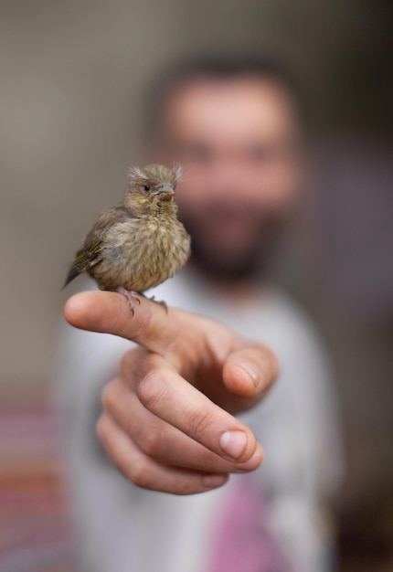 Un piccolo passero appena nato si siede sulla fiducia del dito di una persona e sulla protezione degli animali