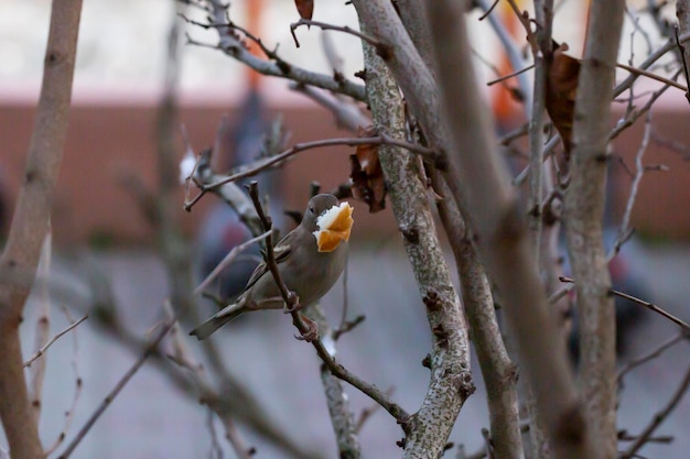 Un piccolo passero domestico grigio affamato trovò un pezzo di pane