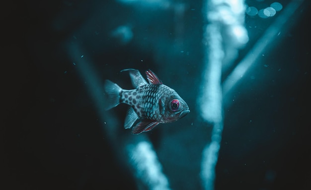 Un piccolo pesce carino nell'acquario con la luce blu