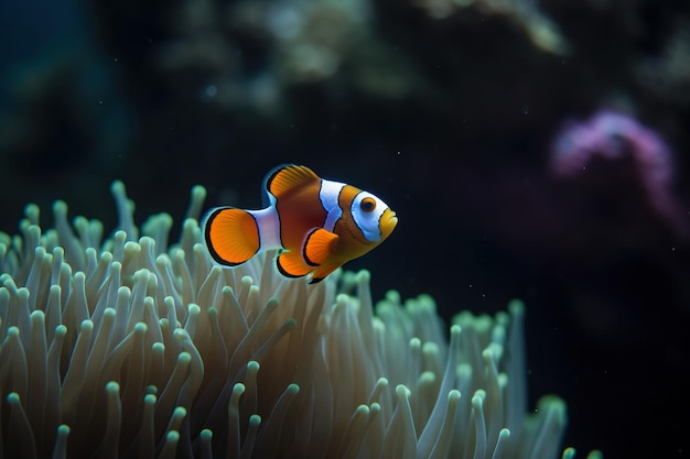 Un piccolo pesce pagliaccio carino sulla foto della natura corallina