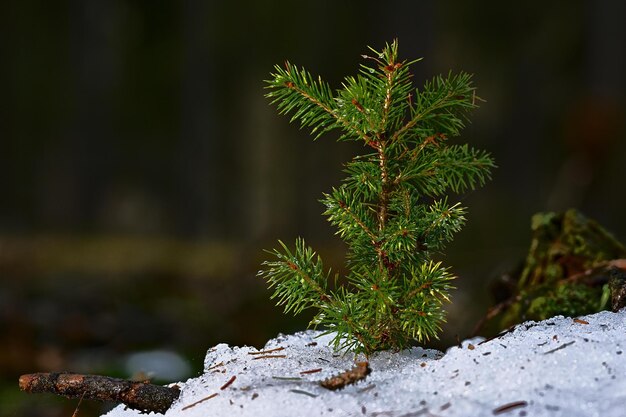 Un piccolo pino cresce su una roccia nella neve.