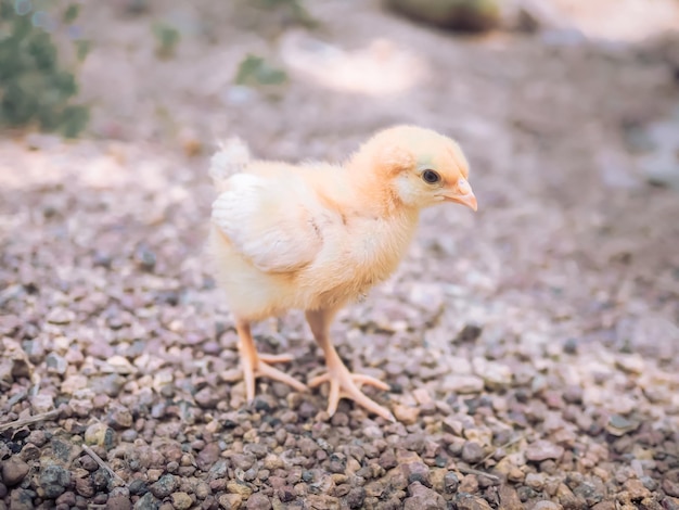 Un piccolo pollo in giardino