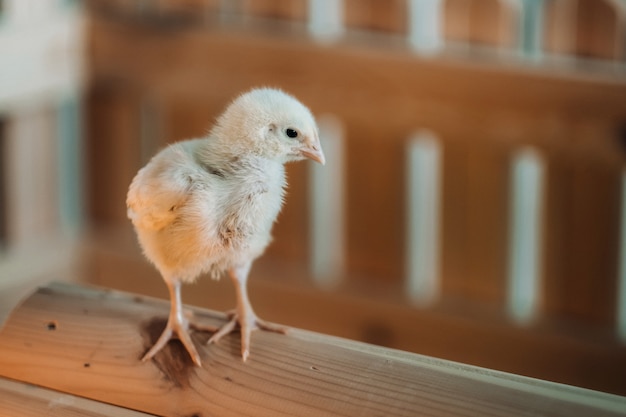 Un piccolo pollo sta sul tetto della sua casa e si crogiola al sole